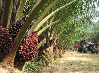 Felda Plant1